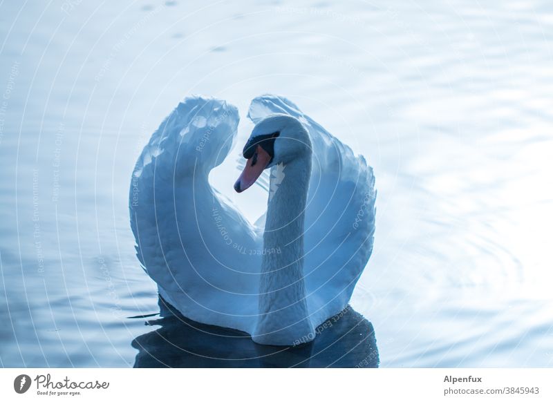 Cygnus olor Swan Water Animal Bird Lake White Nature Float in the water Elegant Beak pretty Exterior shot Swimming & Bathing Pride Neck Waves Grand piano