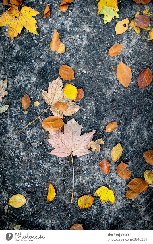Dry autumn leaves on the ground To go for a walk Shallow depth of field Contrast Multicoloured Day Light Copy Space bottom Copy Space left Copy Space right