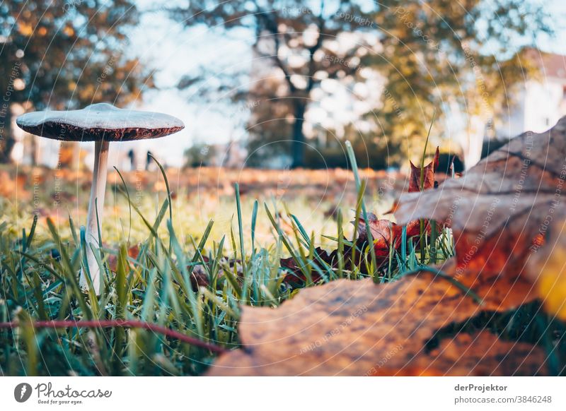 Smallest attraction in Berlin: mushroom in autumn Trip Nature Environment Sightseeing Plant Autumn Beautiful weather Acceptance Autumn leaves Autumnal colours