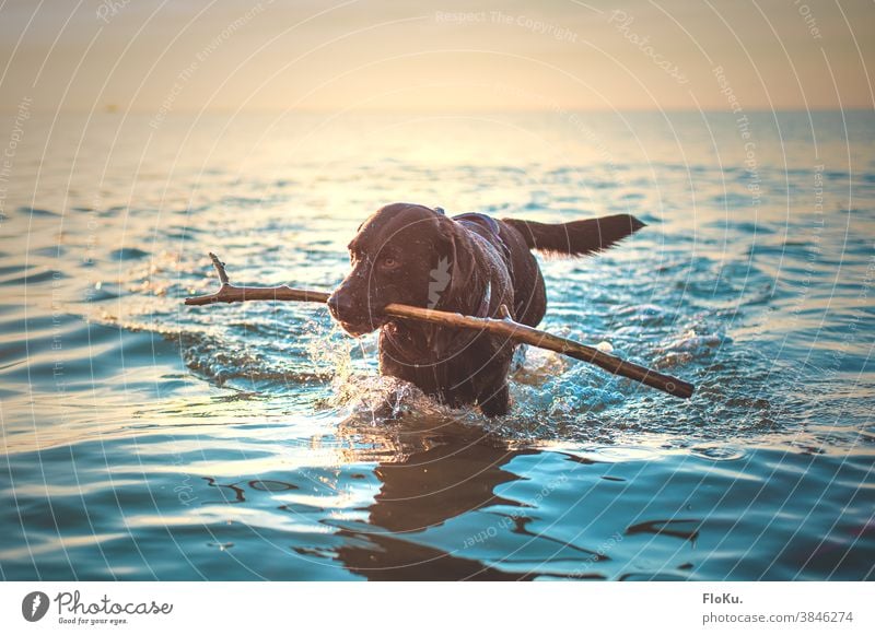 Dog with stick in the sea Animal Larbardor tock Ocean North Sea Water Beach coast Exterior shot Colour photo Vacation & Travel Sky Nature Waves Freedom Day