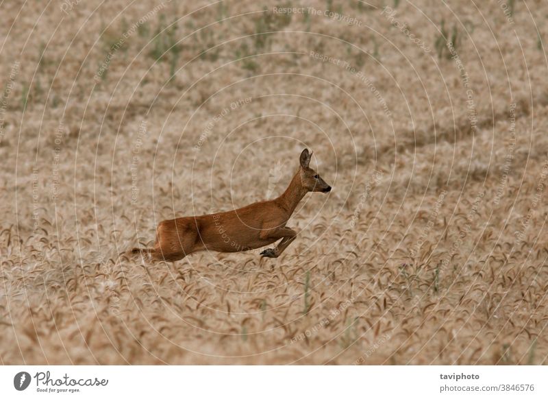 female roe deer running in wheat field animal mammal beautiful capreolus fauna wilderness countryside meadow jump natural background cute agriculture one