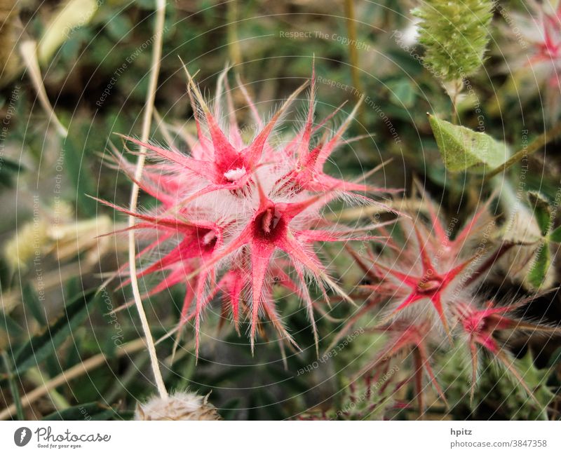 Blooms in May, whatever... Blossom Spring Nature Plant Colour photo Flower Red