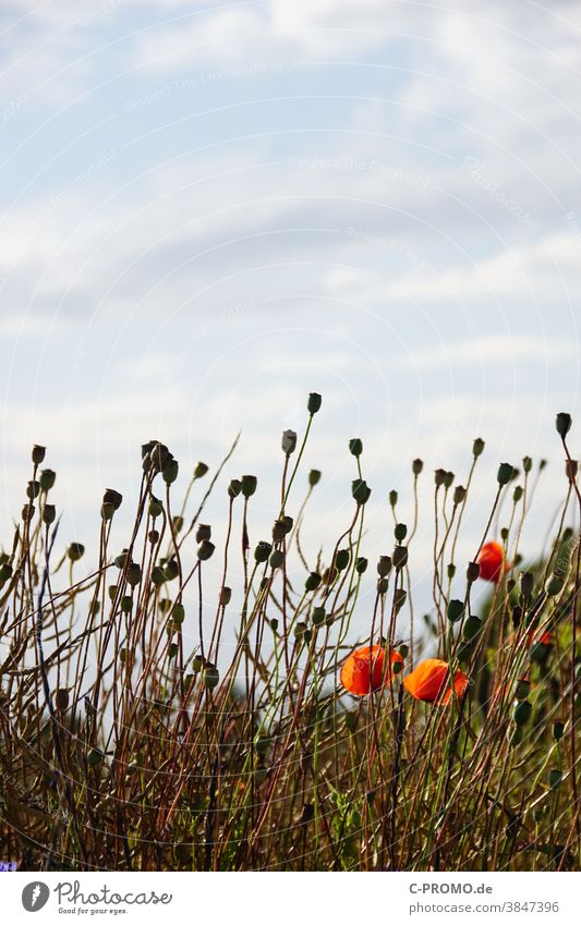 Poppy seed capsules stretch towards the sky Blossom Capsule Plant Sky