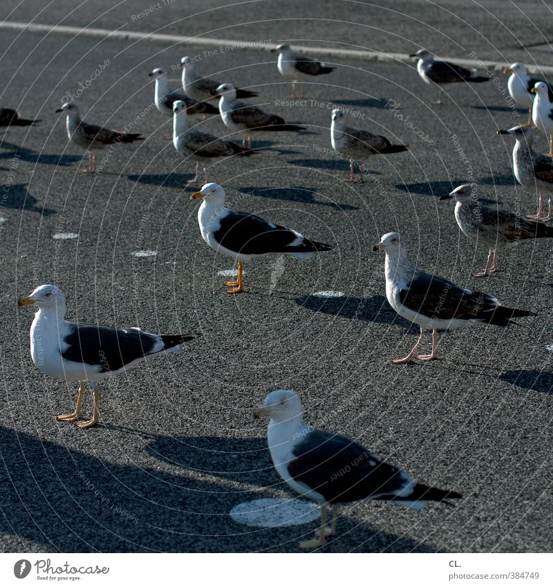 lunch break Nature Summer Beautiful weather Street Animal Wild animal Bird Animal face Wing Seagull Group of animals Flock Observe Stand Wait Together Curiosity