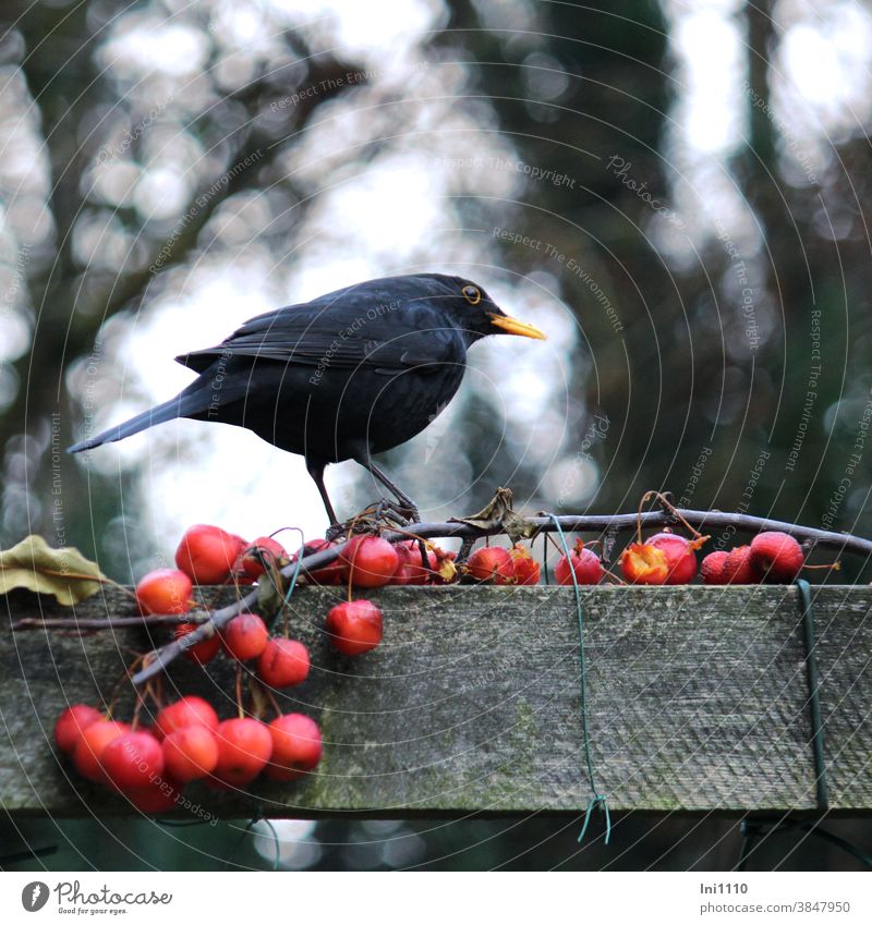 Blackbird squats on a branch with red decorative apples Black Thrush Bird songbird feeding ornamental apples Twig Pérgola Observe Turdus merula Winter masculine