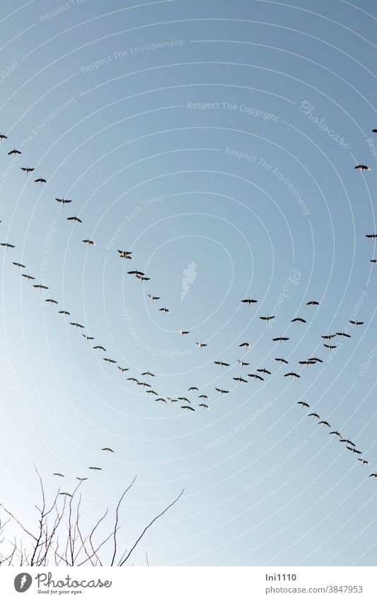 Cranes in formation flight on their way south Cranes in the sky Migratory bird Experiencing nature Autumn long journey South drama Blue sky Formation flying