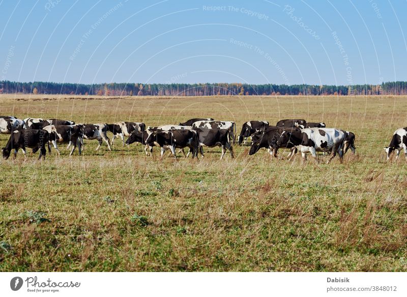 Herd of cows grazing at green field in a summer day herd calf holstein team friesian heffer hoof milk farm grass landscape meadow black white countryside eating
