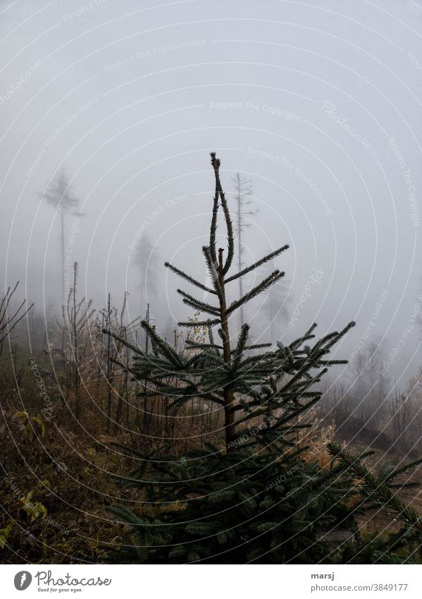 The small spruce twisted the prickly branches and turned a slightly foggy pirouette Spruce Fog Misty atmosphere Dreary Nature Landscape Tree Autumn Dawn Morning