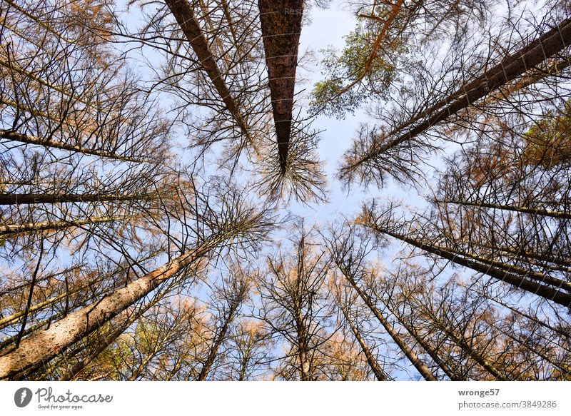 View up into the treetops of bare conifers in good weather in the autumn month of November Tree tops bare heads Worm's-eye view Upward