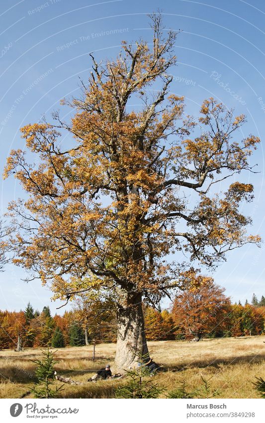Alter Ahorn, old maple Baum Berg-Ahorn Bergahorn Gras Herbst Himmel Laubbaeume alt autumn autumn foliage blau blue brightly broad-leaved trees colourfully drily