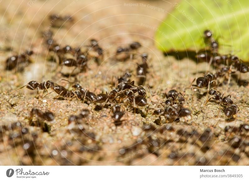 Ants, Formicidae, Ants ant colony Insect ants Hymenoptera insects people