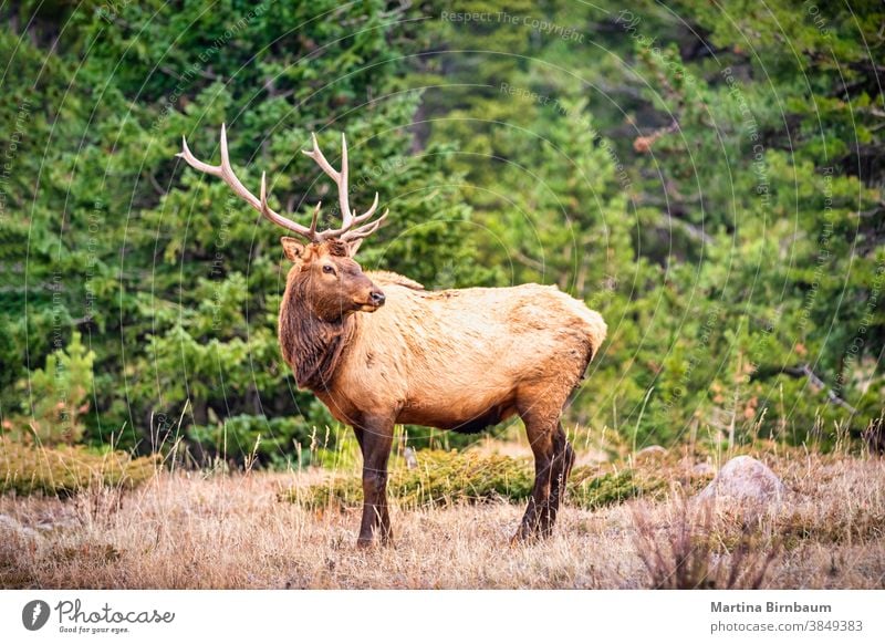 Portrait of a large bull elk (Cervus canadensis) in the Rocky Mountains male hunt antler nature park fall mountains antlers wildlife mammal september