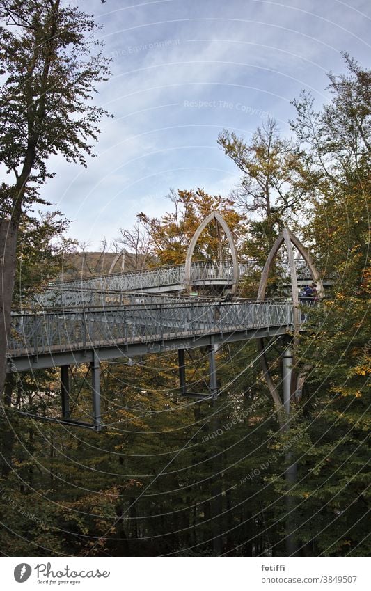 Treetop trail at Lake Edersee Treetop path Bridge Leaflet Tall Curved edersee Nature Exterior shot Green Deserted leaves Environment Architecture Forest