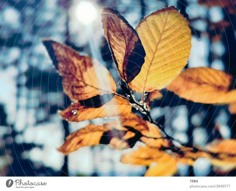 golden leaf Sunlight Autumn leaves Blue Orange Nature Yellow Light pretty Environment Forest Leaf Outdoors