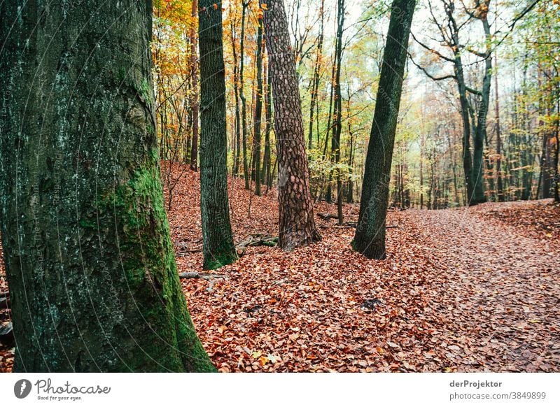 Path in the Tegel Forest Landscape Trip Nature Environment Hiking Sightseeing Plant Autumn Beautiful weather Tree Acceptance Trust Belief Autumn leaves