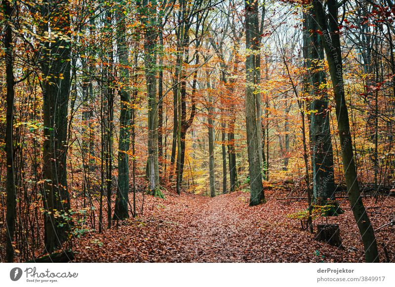 Path through a forest in Brandenburg - a Royalty Free Stock Photo from ...