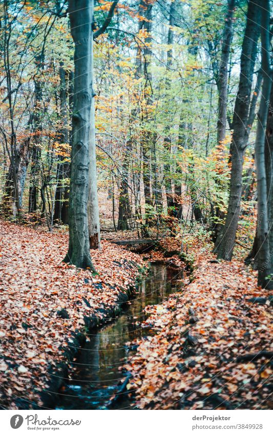 Brook run in Brandenburg Landscape Trip Nature Environment Hiking Sightseeing Plant Autumn Beautiful weather Tree Forest Acceptance Trust Belief Autumn leaves