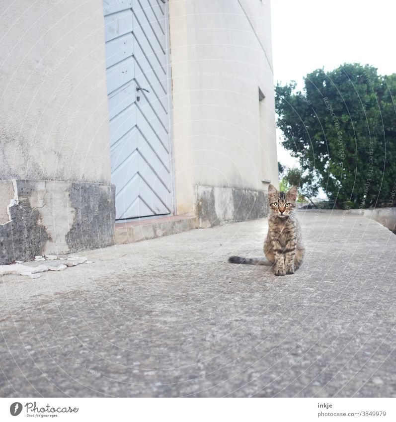 Street cat in Corsica Colour photo Exterior shot Cat Free-living Crouch Sit Deserted Cute youthful Small house wall Prowl Animal Animal portrait Observe