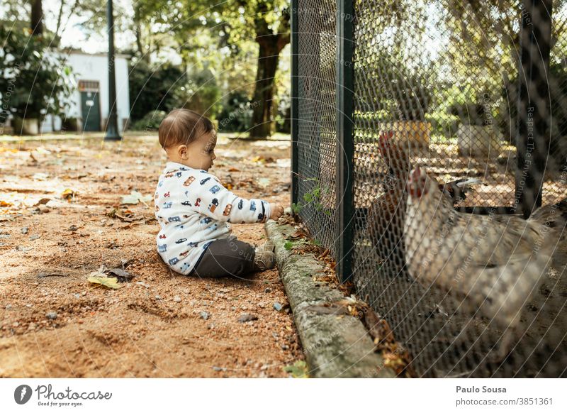Toddler feeding chickens at the park Authentic Child childhood Love of animals Chicken Caged bird Human being Nature Animal portrait Colour photo Bird Infancy