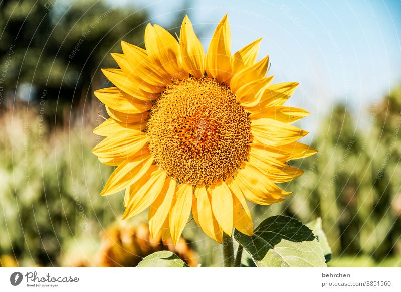 Let the sun shine in your heart Blossoming Yellow Contrast Colour photo Plant Exterior shot Summer Fragrance fragrant Spring Nature beautifully blossom Flower