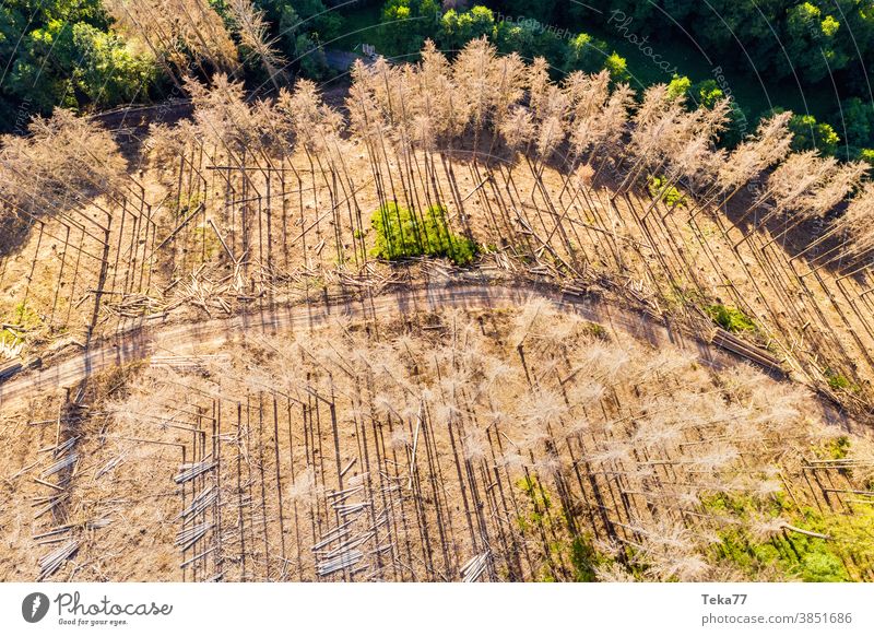 a dead forest from above hot forest climate change bark beetle tree dead trees sun sunny green