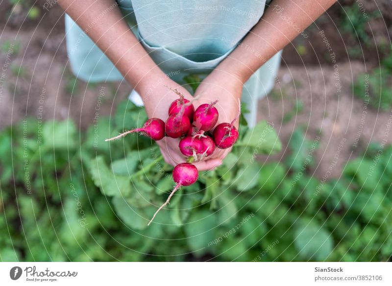 Young woman in the garden holds radish. green crop fresh bunch growth apron plant healthy vitamin food picking leaf raw nature harvest hand organic ripe farm
