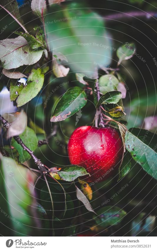 Ripe apple Apple Apple tree Apple harvest Tree Red Detail
