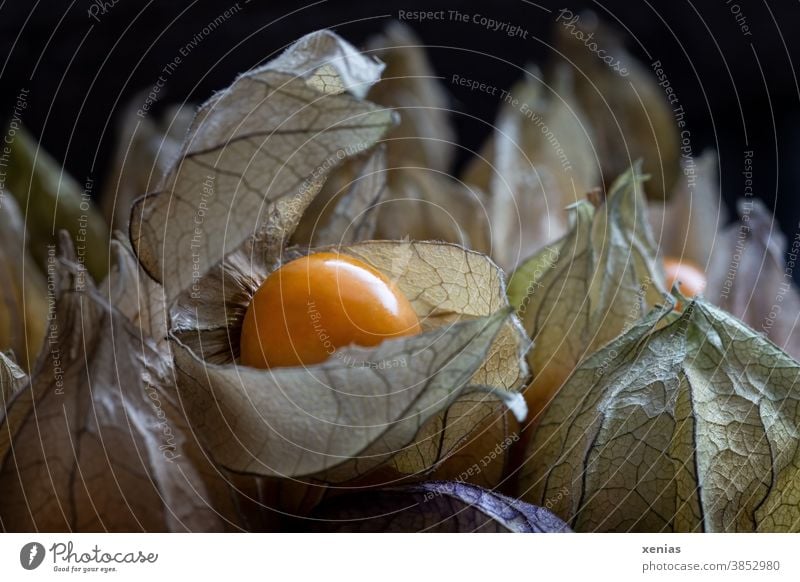 The fruit physalis with sepals Physalis Andean berry Fruit Chinese lantern flower Orange Detail Exotic Structures and shapes Cape gooseberry Nutrition
