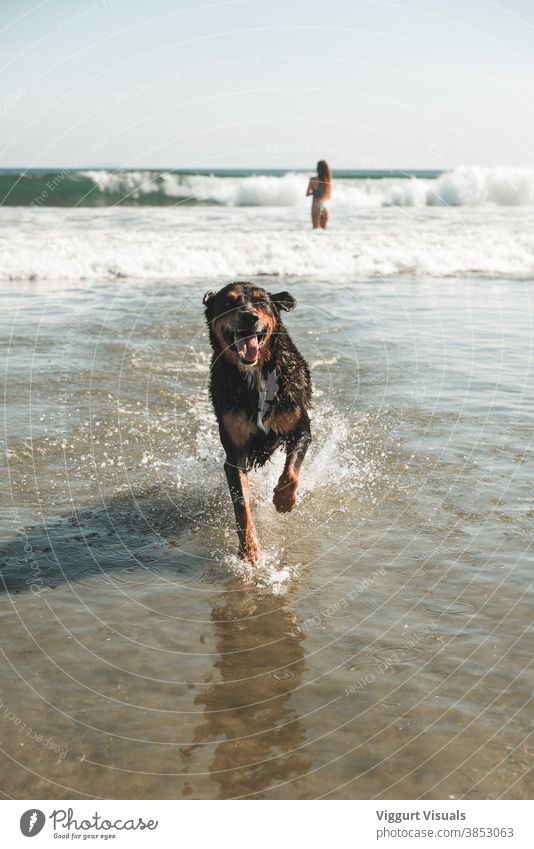 Happy dog on the dog beach Dog Beach Water Running Wet California San Diego Sun Waves