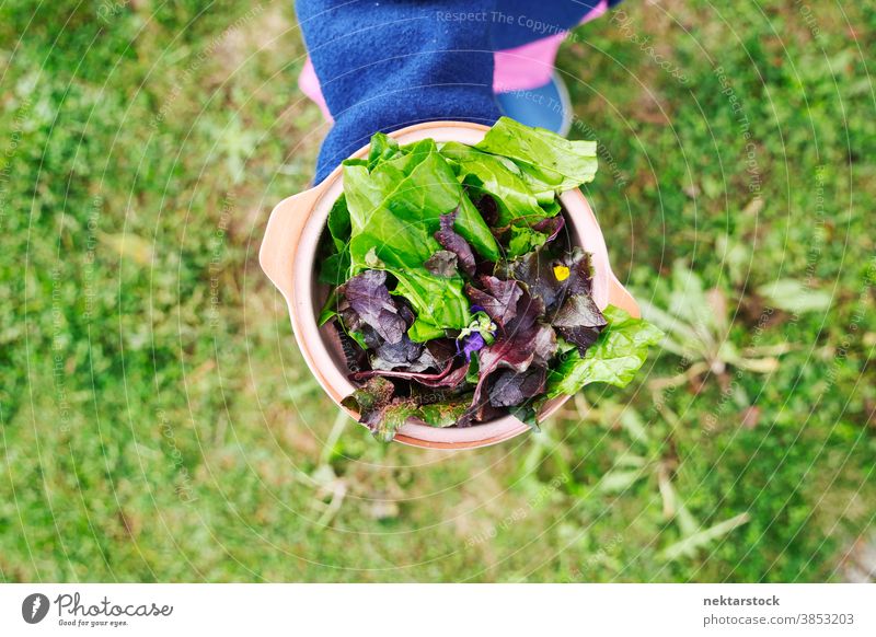 Garden Salad Leaf Mix in Bowl Outdoors salad mix bowl food greens grass high angle view unrecognizable person vegetable fresh ripe leaf leaves organic