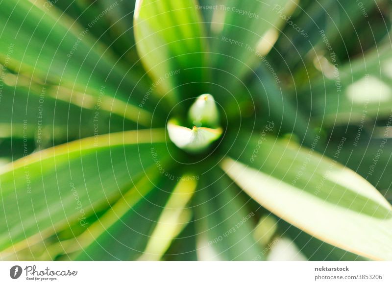 Green Plant with Narrow Blade Leaves plant blade foliage leaf close up green no people nobody tip point overhead shot top down view soft focus sword-like