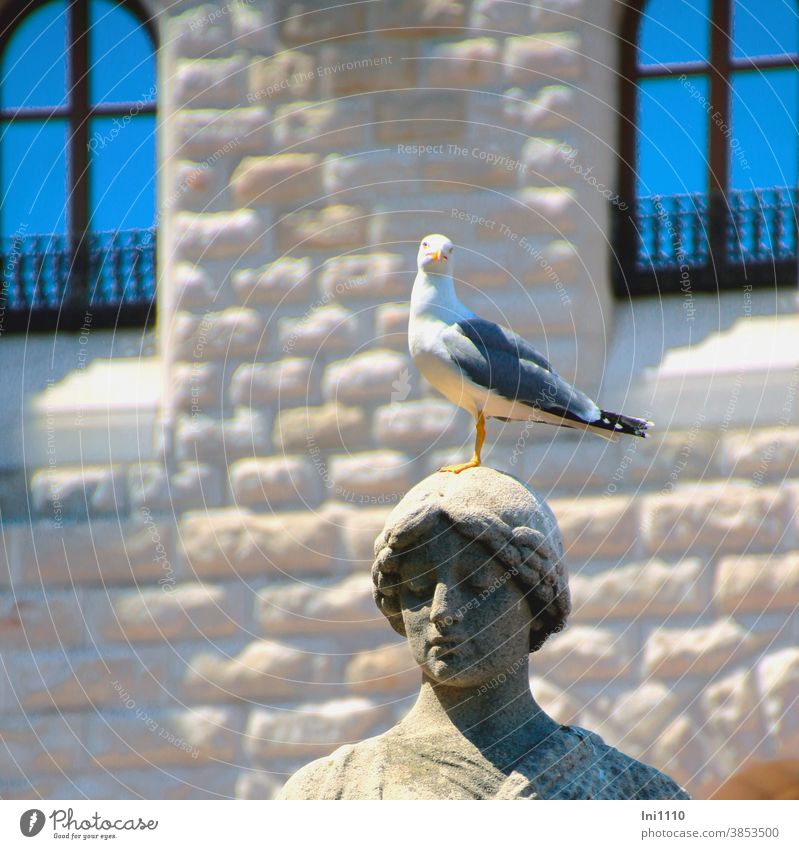 Headstand - seagull on the female head of a stone statue Stone statue Woman wreath of hair Plaited Monaco The Prince's Palace Ornamental residence Seagull