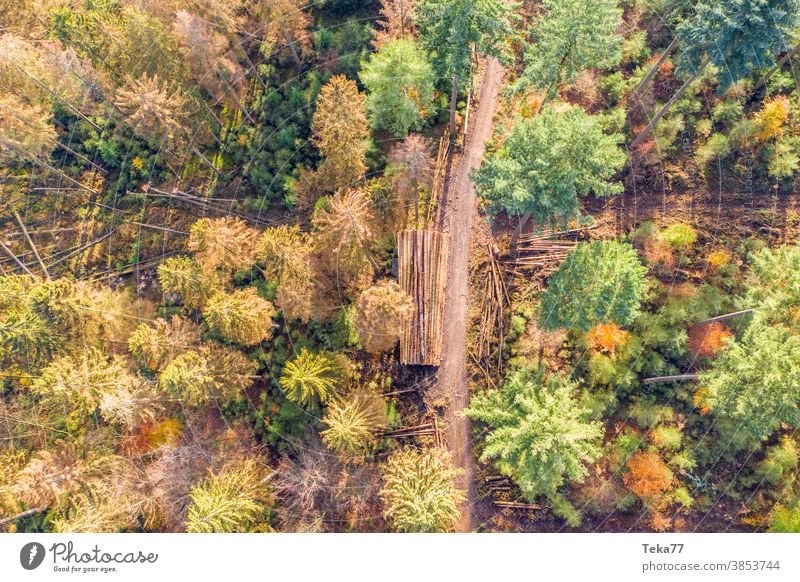 a partially felled mixed forest from above partially felled forest felled forest from above autumn forest fall forest nature climate change bark beetle