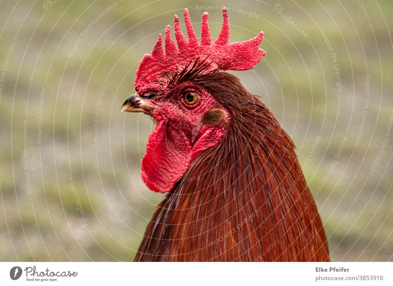 cock Cockscomb Rooster Poultry fowls portrait Animal Animal portrait Love of animals Farm