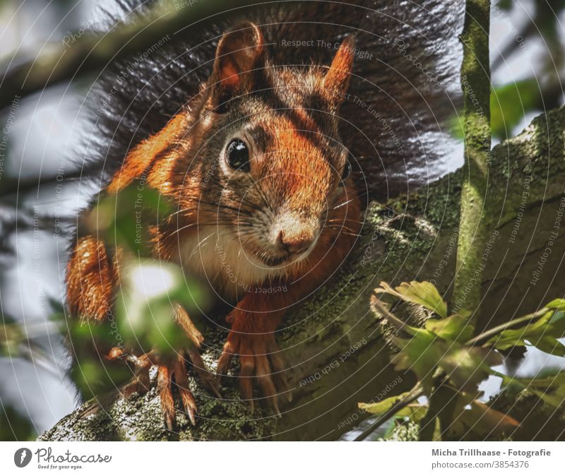 Curious looking squirrel in a tree Squirrel sciurus vulgaris Animal face Head Eyes Nose Ear Muzzle Claw Pelt Rodent Wild animal Nature Tree Leaf Curiosity