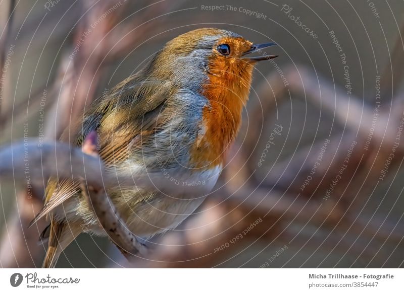 Singing robin Robin redbreast Erithacus rubecula Animal face Head Beak Eyes Feather Plumed Grand piano Bird Chirping Communicate hum Close-up Near Illuminate