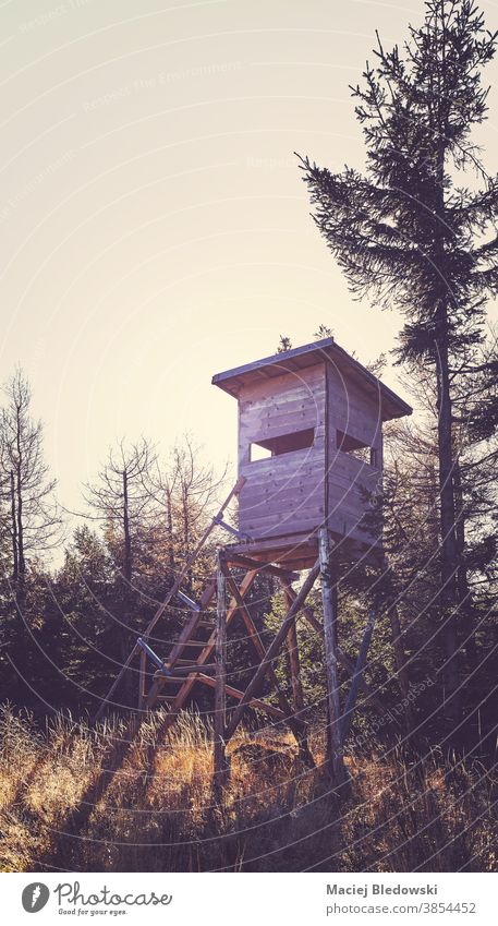 Hunting tower at sunset, color toning applied. hunting forest retro vintage tree wooden nature stand hide filtered view outdoor autumn bush outdoors