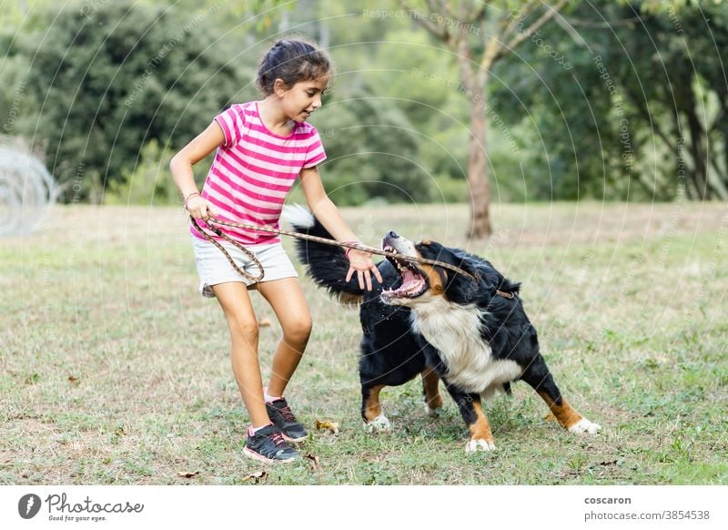 Little girl attacked by a dog action aggression aggressive angry animal background battle bernese bite canine child cute danger dangerous disease domestic