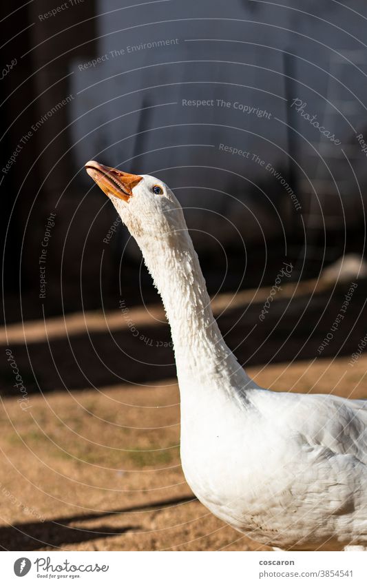 Domestic goose on a farm agriculture animal animal themes background beak beautiful bird birds closeup countryside detail domestic domestic animal domesticated