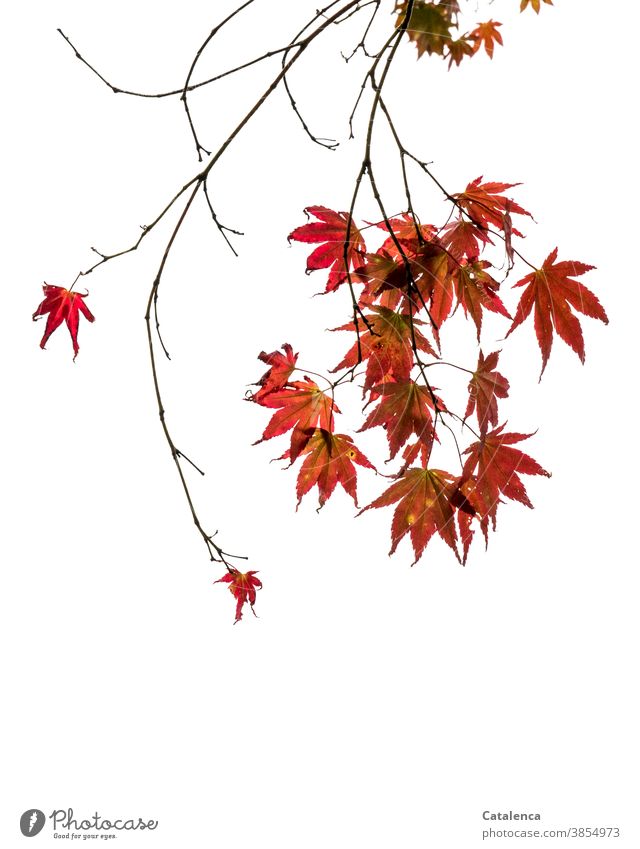 The red leaves of the maple in autumn Nature flora Plant Deciduous tree Maple tree Twig Autumn Red Black Isolated Image