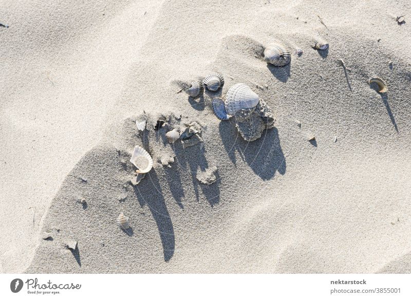 Seashells on White Sand seashell sand white sunny clam dune abstract Langeoog still life Germany high angle view grain background textures uneven beach