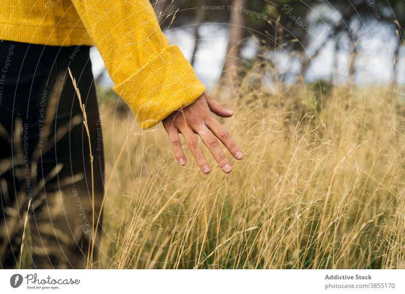 Woman touching grass in field in autumn woman tender countryside season gentle dry female yellow sweater meadow fall nature calm peaceful harmony plant idyllic