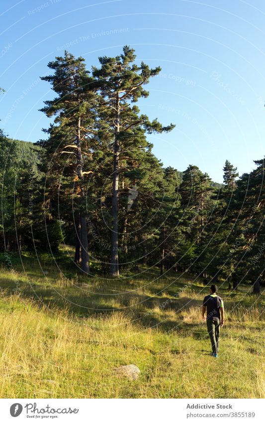 Man walking into the pine forest nature natural landscape tree trees trunk green grass spring people scale man hike trekking mountain spain leon castila