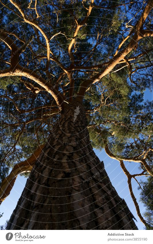 View of a pine tree from below at sunset in the Lillo pine forest. Spain nature natural landscape trees trunk green grass spring people scale man walk hike