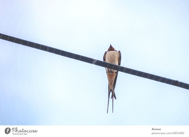 from a cat's perspective Swallow swallow Migratory bird Wild animal Bird power line Sit songbird Worm's-eye view Above Small on one's own pole Sky vigilantly
