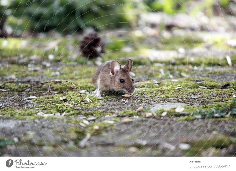 The forest mouse with round ears squats on cobblestones with moss and looks with her button eyes into the camera Mouse wood mouse rodent Animal Wild animal
