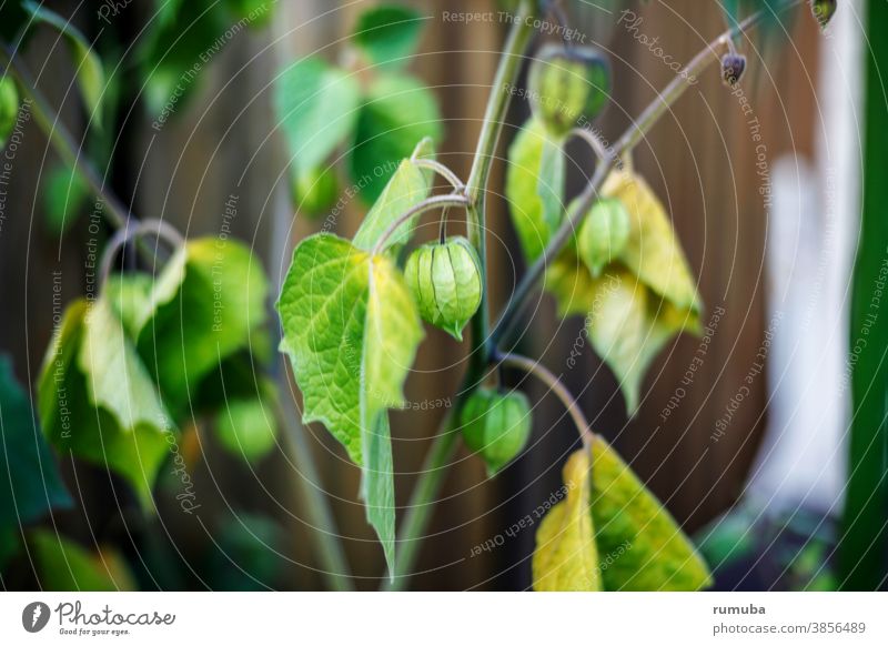 Physalis in the garden acre Organic farming Dark green Physalis plant Eating be out leaves Ertag fresh vegetables freshness luscious Planting Nature Sowing