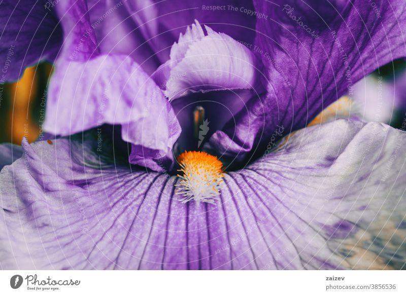 Macro of the inside of a purple flower of iris germanica bearded iris german bearded iris iridaceae blossom blooming petals botany botanical vegetation floral