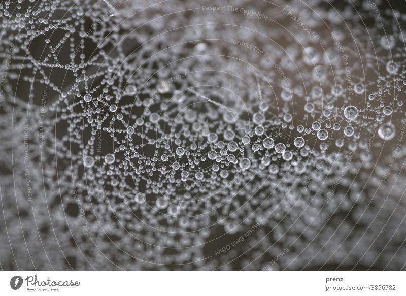 dew point Net Drop Spider's web Cobwebby dew drops macro Colour photo