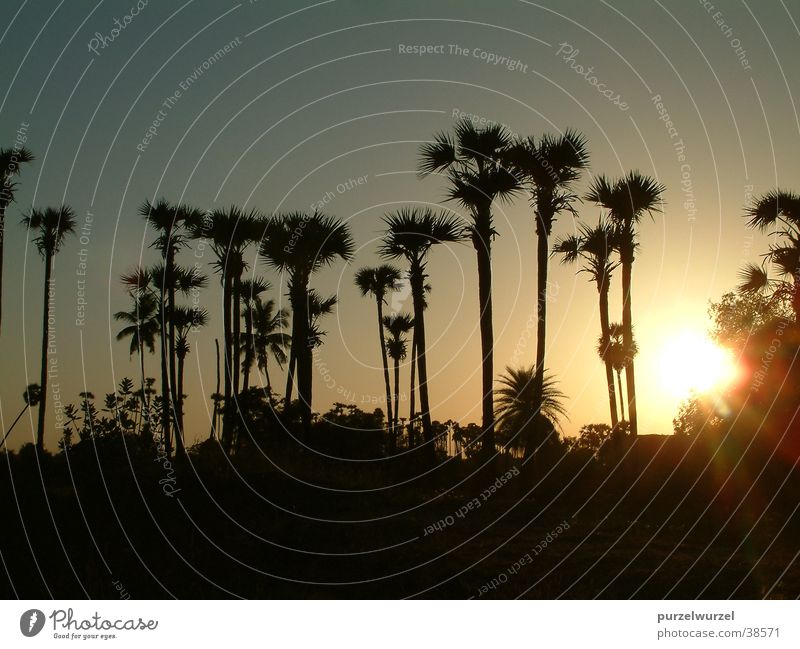 India panorama Sunset Physics Tree Success Warmth Calm Nature